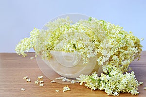 Elderflower photo