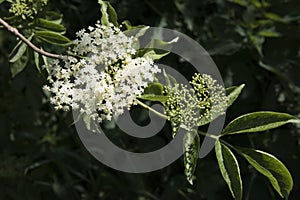 Elderflowers and berries