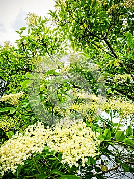 Elderflowers on the tree in the sunshine