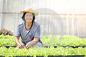Elderly Asians cultivate organic green salad vegetables in plots on the ground.