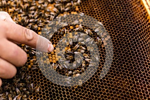 An elderly beekeeper examines the frames with bees near the hives