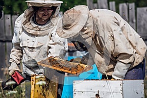 Elderly beekeepers are inspecting honeycombs. Local family apiary business.