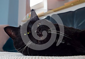 Elderly black cat reclines on a couch.  She has white whiskers and doesn`t want to be disturbed from her sleep