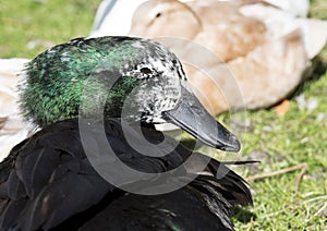 Elderly black duck with grey feathers and green iridescence.