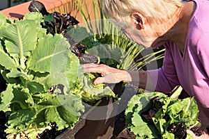 Elderly blond woman grows leafy greens vegetables