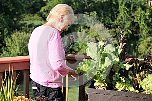 Elderly blond woman grows leafy greens vegetables