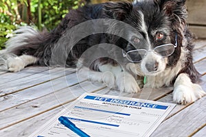 Elderly border collie dog in spectacles considers buying pet insurance