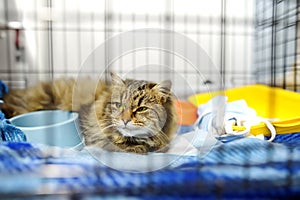 An elderly cat is in a big cage in a vet clinic or in an animal shelter. Hotels for domestic animals. Overexposure of pets