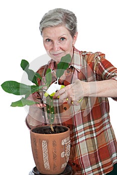 Elderly cheerful woman sprinkles flower