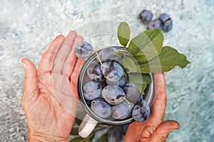 Elderly close-ups hold ripe blue plums in an enamel cup. The concept of organic products plum and copy space