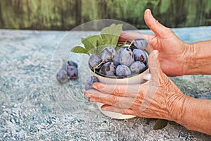 Elderly close-ups hold ripe blue plums in an enamel cup. The concept of organic products plum and copy space