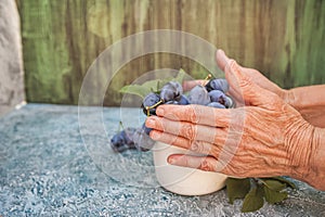 Elderly close-ups hold ripe blue plums in an enamel cup. The concept of organic products plum and copy space