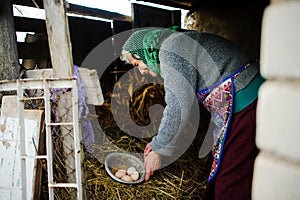 The elderly countrywoman gathers eggs in a hen house.