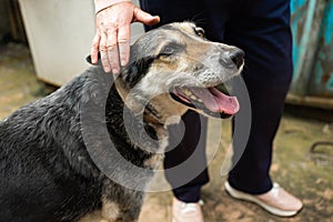The elderly countrywoman plays with a dog. Smiling senior woman playing with dog in yard.