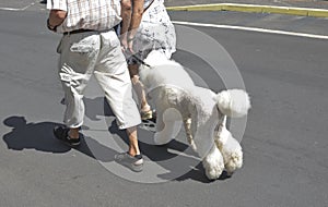 An elderly couple walks with her white poodle on a leash