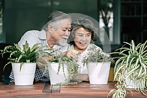 Elderly couples talking together and plant a trees photo