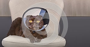An elderly cute positive cat in a veterinary collar lies on a chair against the background of a beige-gray paneled wall