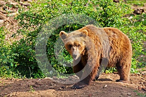 Elderly European brown bear (Ursus arctos) walking