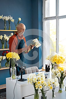 An elderly fair-skinned man florist makes bouquet of daffodils.