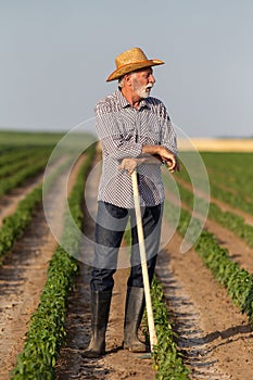 Elderly farmer leaning on gardening hoe while taking break in field