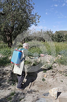 Elderly farmer spraying weed pesticide photo