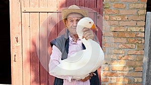 An elderly farmer in a straw hat is holding a live white goose. Portrait of a man with a white goose on the background