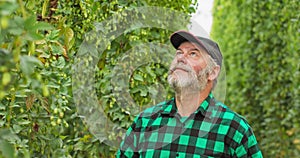 An elderly farmer walks around the hop field and smells, inspects flowers of hop plants