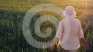 An elderly female farmer is walking along a field of green wheat. Hands touching the spikelets. Rear view