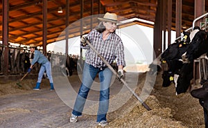 Elderly female farmer working in cowshed on livestock farm