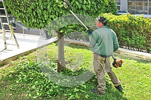 Elderly gardener trims the foliage on a tree