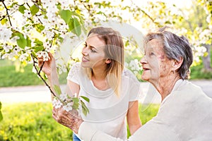 Elderly grandmother and granddaughter under the tree in spring nature.