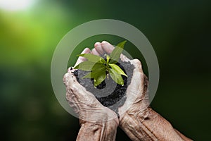 Elderly hand-holding plant growing. Care of the Environment. Earth Day Concept