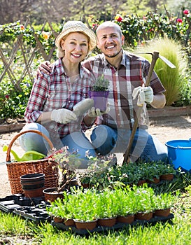 Elderly happy couple engaged in gardening