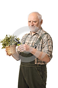 Elderly hobby gardener with clippers