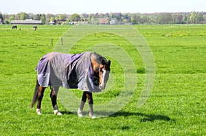 Elderly horse with a blanket is retired after a long life of hard working