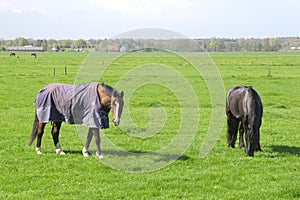 Elderly pensioned labor horses are relaxing in Dutch polder,Holland