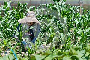 Elderly Japanese Woman Gardening