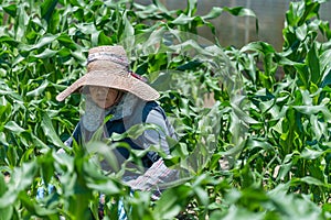 Elderly Japanese Woman Gardening