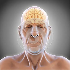 Elderly Male Brain Anatomy
