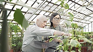 An elderly male gardener explaining to a young specialist a woman the peculiarities of planting and caring for plants