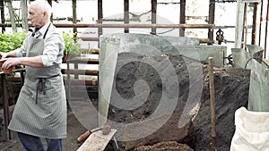 Elderly male gardener picking up fertile soil in a pot for planting new plants in a greenhouse