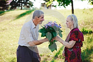 An elderly man of 80 years old gives flowers to his wife in a summer park