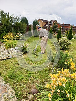 an elderly man of 80 years works in the garden. The gardener rakes the mown grass with a rake. Active old age. Work in