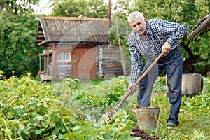 An elderly man digs land in the village. Farmer old man works in the countryside in the garden