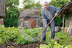 An elderly man digs land in the village. Farmer old man works in the countryside in the garden