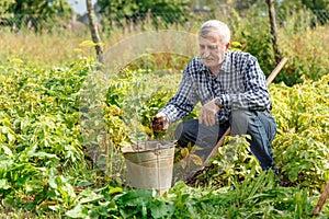 An elderly man digs land in the village. Farmer old man works in the countryside in the garden