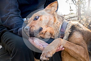 An elderly man with a dog. A man holds a dog`s paw in his hand. The owner caresses the dog_