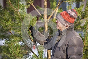 An elderly man dressed in winter clothes chooses a Christmas tree