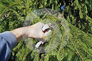 An elderly man gardener cuts unnecessary branches on a autumn