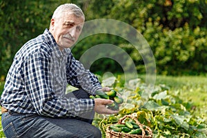 An elderly man harvesting cucumbers in the village. Farmer old man works in the countryside in the garden